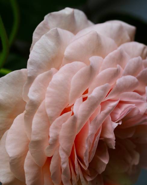 Vertical extreme closeup photo of the curving petals on a heritage species rose. Soft focus background.