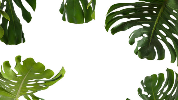istock Green plant monstera on white background. 2181791816