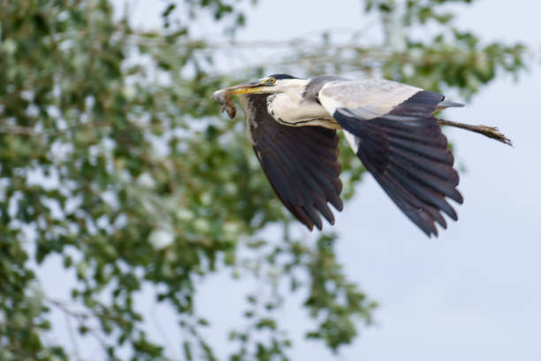 istock Grey Heron in flight with a rat in its bill 2181793026