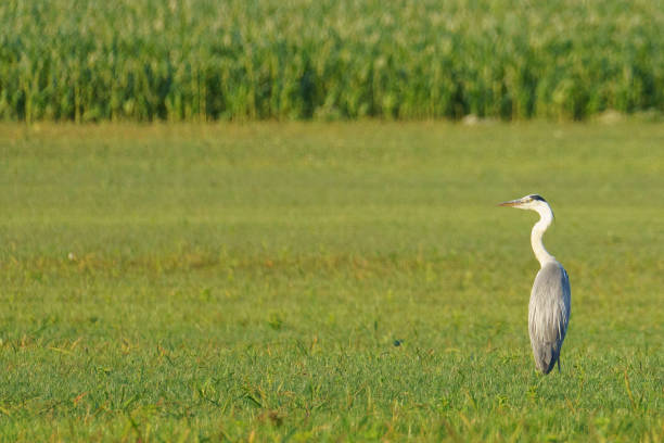istock Grey heron standing in the meadow 2181793042