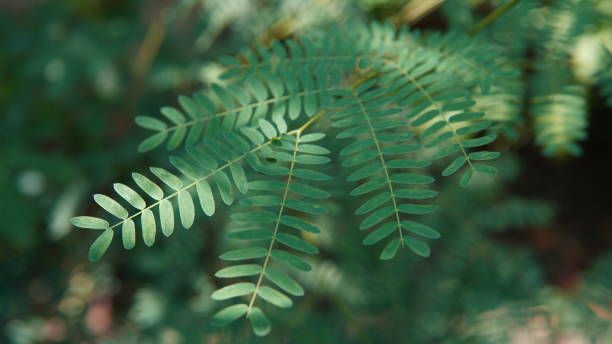 istock wild tamarind plant 2181794344