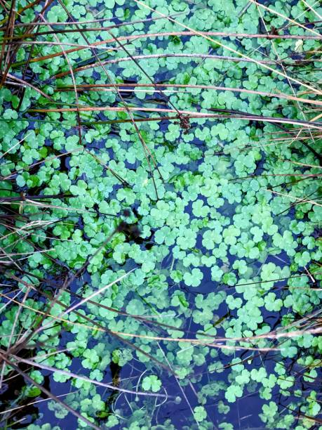 istock Clover in pool of water 2181794905