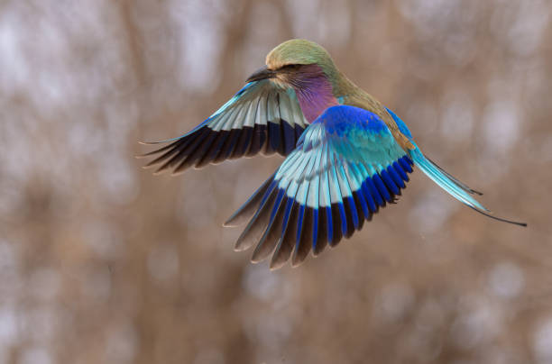 istock The Flight of the Lilac-Breasted Roller 2181795213