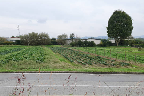istock field of vegetables 2181796590