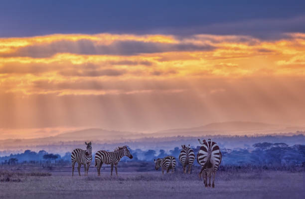 istock Zebras in the Glow of Dusk 2181798271
