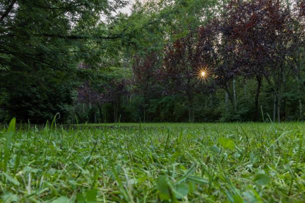 Sunset in the Valley of Three Ponds.  Pissard plum trees through which the star-shaped sun breaks through, spruce and green grass.  Valley of Three Ponds, Osiedle Paderewskiego, Katowice, Poland.