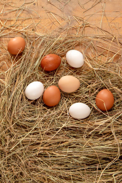 istock Fresh chicken eggs in the hay nest on a rustic wooden background 2181799753