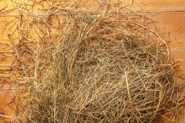 Harvested bales of straw in field at sunny summer day. Crop wheat rolls of straw in a field after wheat harvested in agriculture farm, landscape rural scene.
