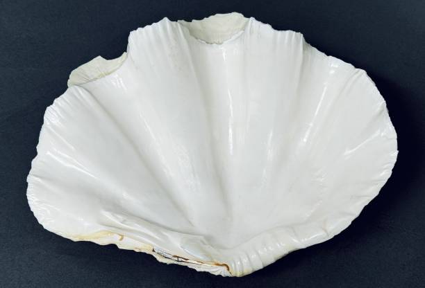 istock From the fossil collection, Giant clam 2181799910