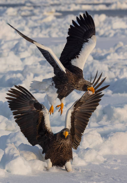 istock Duel on the Drift Ice, Hokkaido, Japan 2181801221