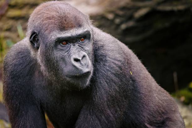 istock Gorilla close-up in natural habitat 2181802103