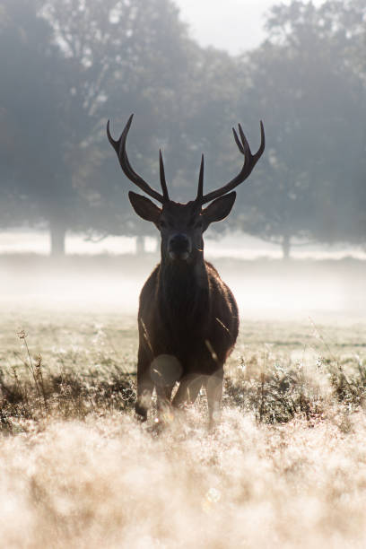 istock A beautiful red deer stag in the morning mist 2181805662