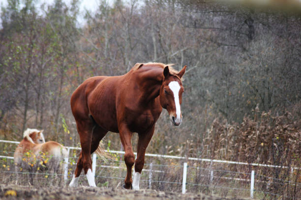 A beautiful stallion walking with great self confidence