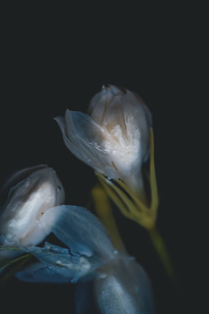 Colorful Blue Pea flower, isolated on a white background
