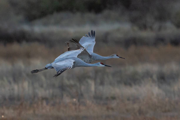 istock Duo Flight of Sandhill Cranes, New Mexico, USA 2181807708