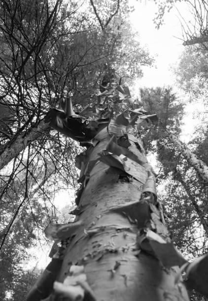 Birch forest on riverbank in late autumn