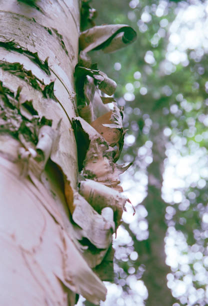 istock Birch trees from a northern provincial park in Ontario. 2181809943