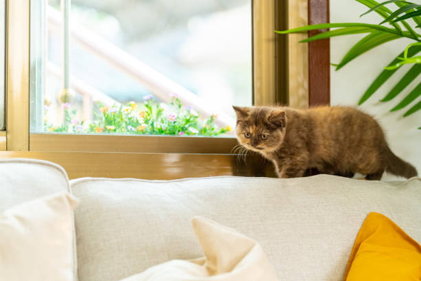istock British Shorthair kitten playing in living room. 2181810772