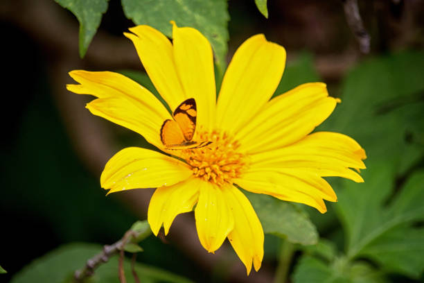 butterfly on bidens sulphurea asteraceae flower - close-up