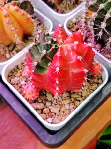 istock Gymnocalycium mihanovichii var. friedrichii Werderm. 2181811403