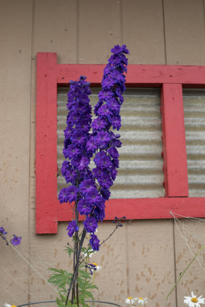 building with purple flowers