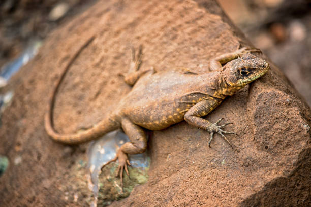 istock little lizard Basking in the Sun 2181812798