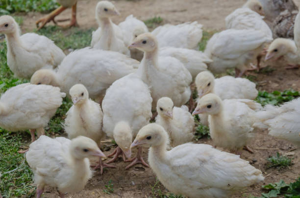 Grown-up white chickens walking outside. High quality photo