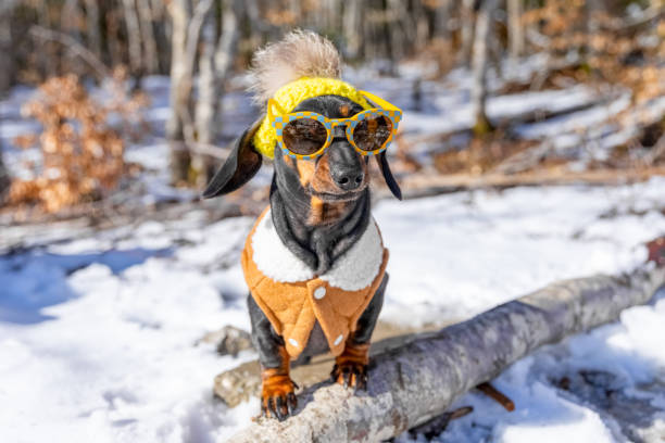 Dachshund in winter attire with sunglasses in snowy forest