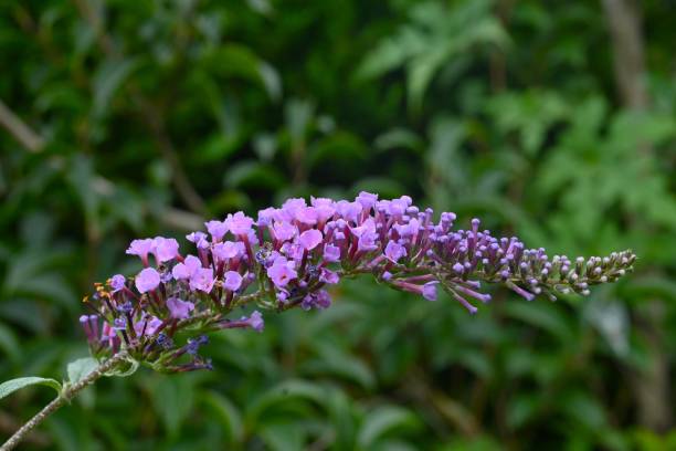 istock Summer lilac (Buddleja davidii) flowers. A tropical deciduous shrub. 2181815240