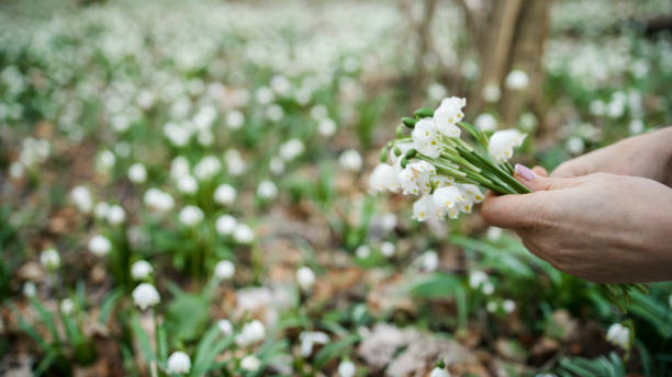 A cheerful Caucasian lady enjoys gathering a fresh bouquet of snowdrops in a lush forest, symbolizing the arrival of spring.