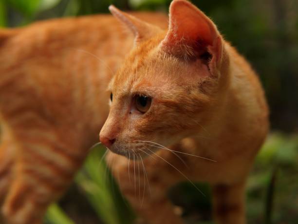 orange fur kitten in the yard. domestic cat. animal theme. pet theme. cat in the yard. pets in the garden