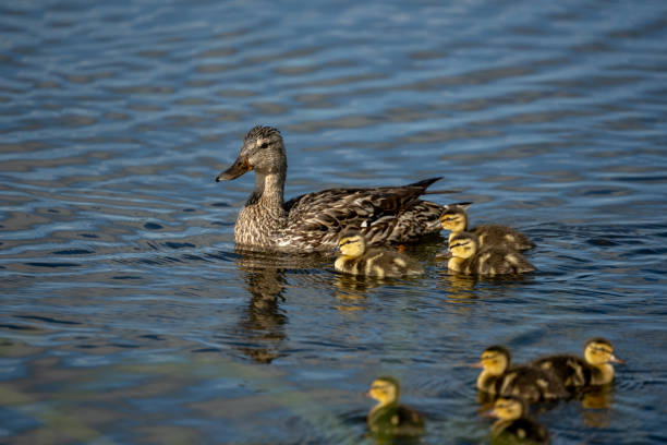 istock Blue-winged Teal Mother With Seven Ducklings 2181820161