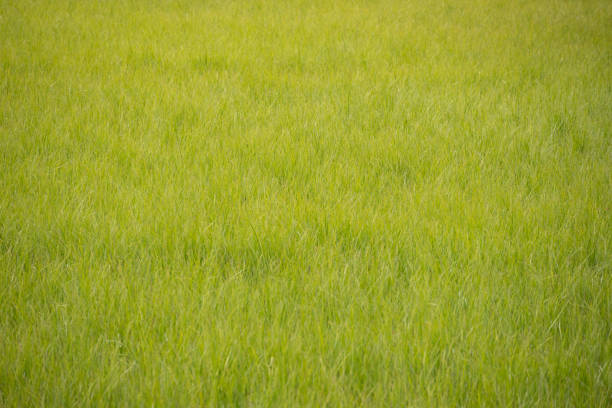 Bright Green Grass Fills The Frame in vast Yellowstone meadow