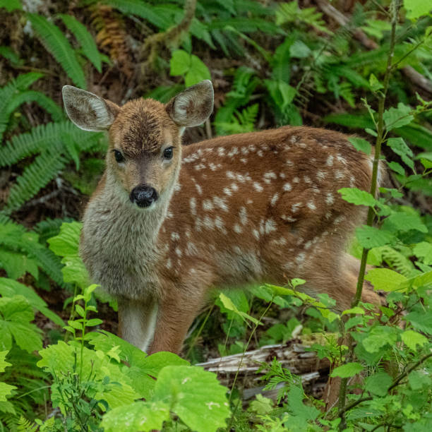 istock Spotted Deer Hiding in Bushes Realizes it has been caught 2181820359