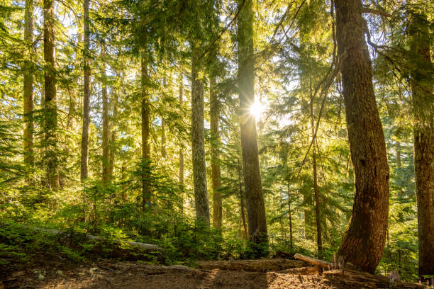 Sunburs Breaks Through Bright Green Canopy In Mount Rainier National Park