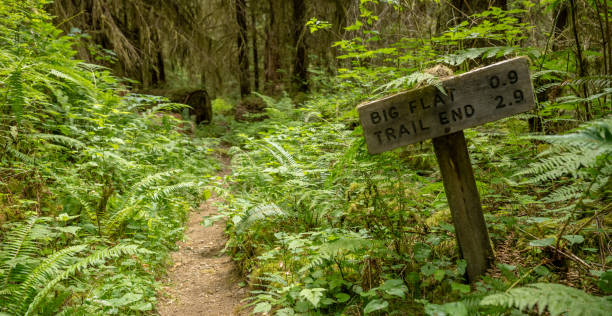 istock Trail to Big Flat and Trail End Sign in Olympic 2181821111