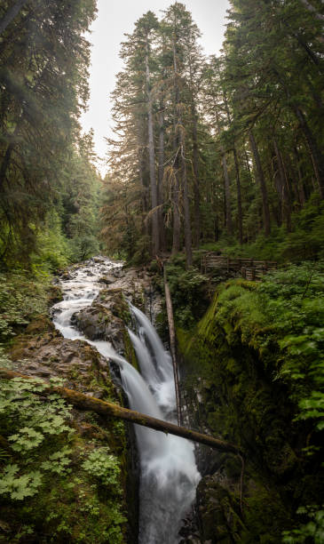 istock Vertical Panorama Of Sol Duc Falls Looking Up River 2181821147