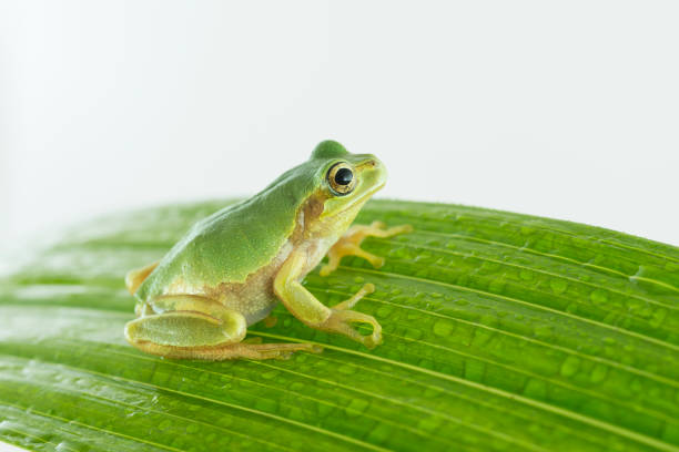 A  European Tree frog Hyla sarda in a macro photo isolated on white, while crawling on a white background