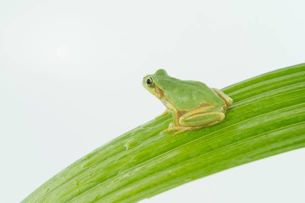 Japanese tree frogs, found in rice fields and grassy areas, have the amazing skill of being able to change the color of their bodies. They often change the color of their bodies to match their surroundings, for example being green when they are resting on grass. They have round suction cups on all of their fingertips, which makes them good at climbing trees. They also have the special skill of being able to stick to window glass.They can change the color of their backs to match their surroundings and background.