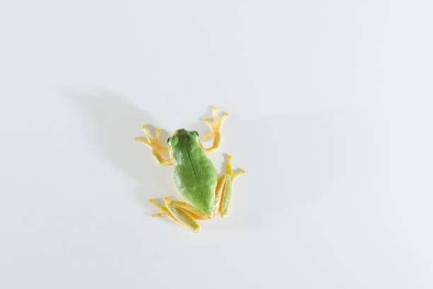 istock Image of a Japanese tree frog 2181823283