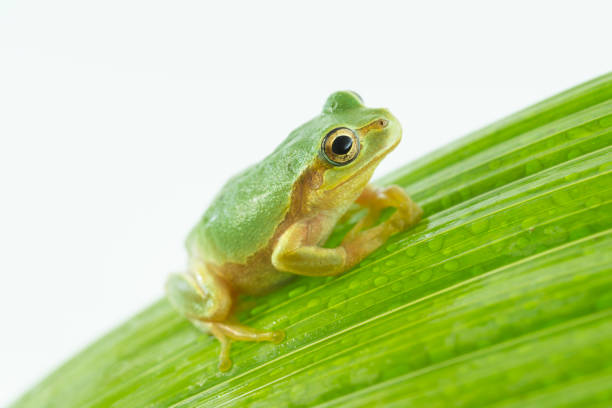 Frog on white background. Creative concept.  3d render illustration