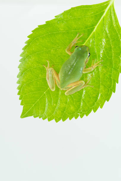 A vibrant green Taipei tree frog perched on a leaf in a lush, green environment. The frog's large, round eyes and smooth skin are clearly visible. New Taipei City, Taiwan.