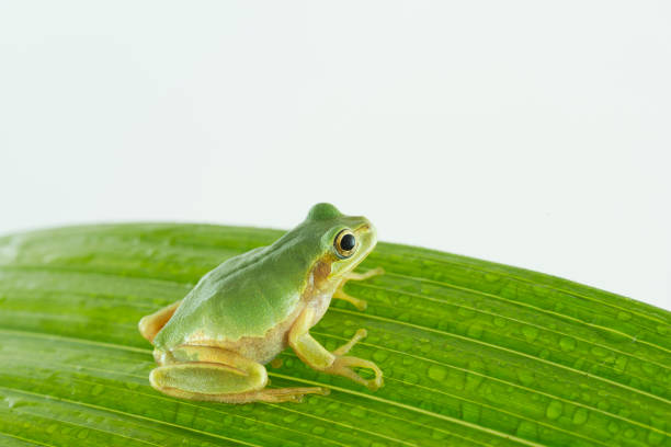 Japanese tree frogs, found in rice fields and grassy areas, have the amazing skill of being able to change the color of their bodies. They often change the color of their bodies to match their surroundings, for example being green when they are resting on grass. They have round suction cups on all of their fingertips, which makes them good at climbing trees. They also have the special skill of being able to stick to window glass.They can change the color of their backs to match their surroundings and background.