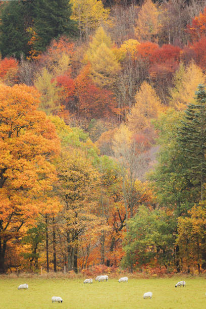 istock Perthshire Autumn, Scotland 2181826292