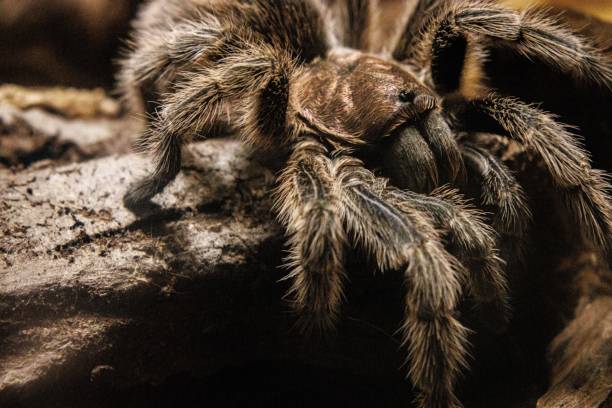 istock Close-Up of a Hairy Tarantula on a Log 2181827405