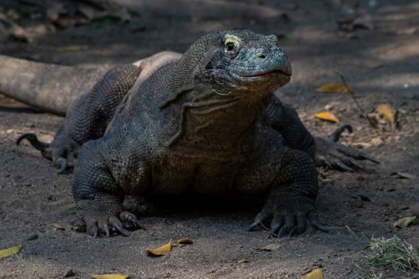 istock The ferocity of Komodo dragons when they eat their prey with their sharp teeth 2181829714