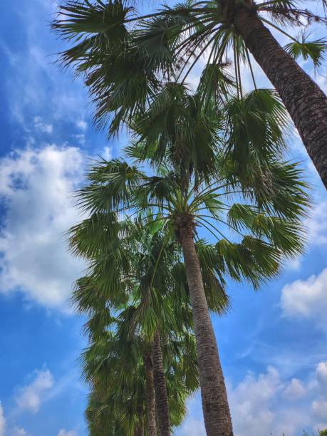 istock Tropical coconut tree leaves palm natural 2181830314