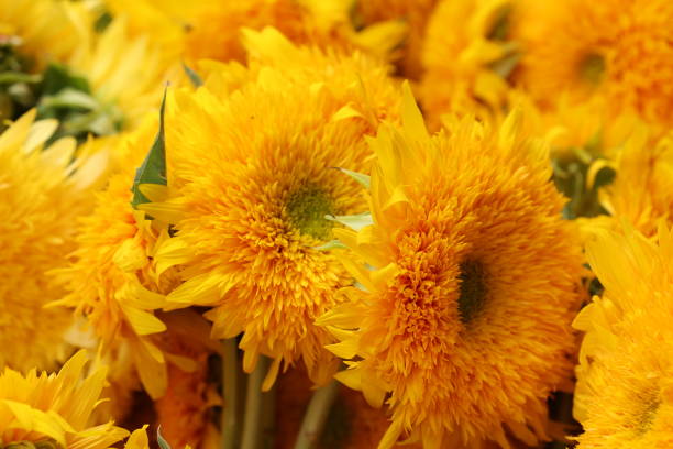 istock Farmers Market 2181830756
