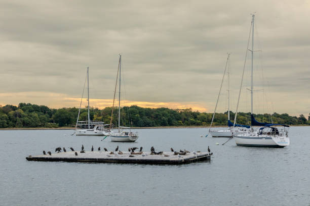 Perth Amboy, New Jersey - October 1, 2024: Double-Crested Cormorants crowd a floating dock in the Arthur Kill at Raritan Yacht Club.