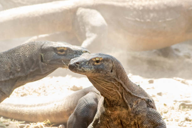 istock The ferocity of Komodo dragons when they eat their prey with their sharp teeth 2181831880